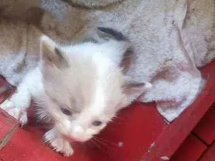 Gato ra a não identificada idade Abaixo de 2 meses nome Gatinhos