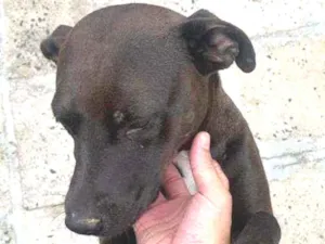 Cachorro raça Vira-lata idade 5 anos nome Diana