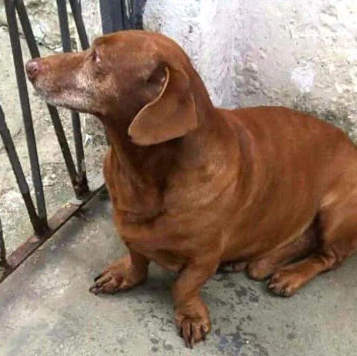 Cachorro raça Daschund  idade 6 ou mais anos nome Bento 