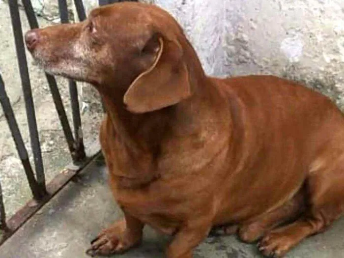 Cachorro raça Daschund  idade 6 ou mais anos nome Bento 