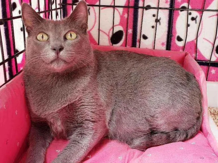 Gato raça Srd idade 1 ano nome Brigitte 