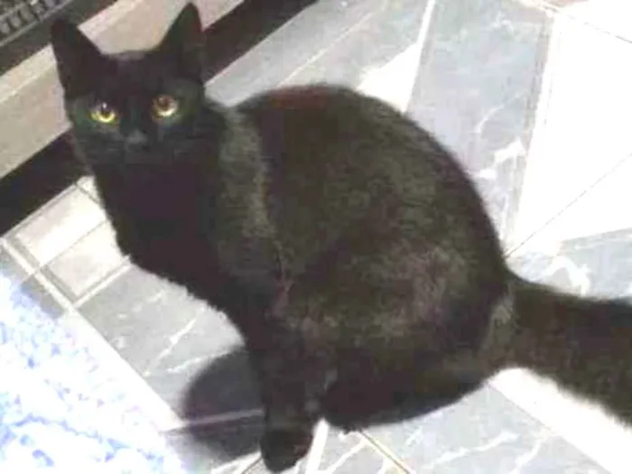 Gato ra a Vira lata idade 7 a 11 meses nome Lucy