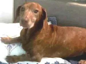 Cachorro raça Daschund  idade 6 ou mais anos nome Bento 
