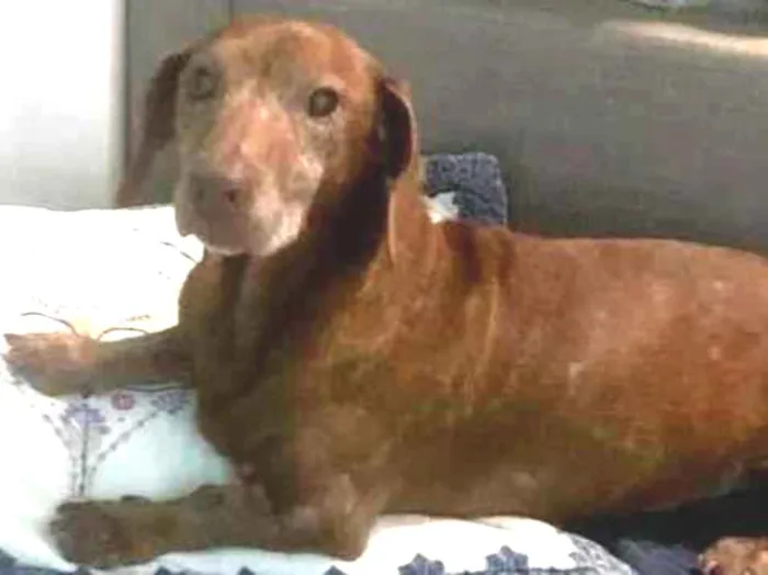 Cachorro raça Daschund  idade 6 ou mais anos nome Bento 