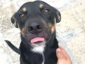 Cachorro raça Vira-lata idade 2 anos nome Manu