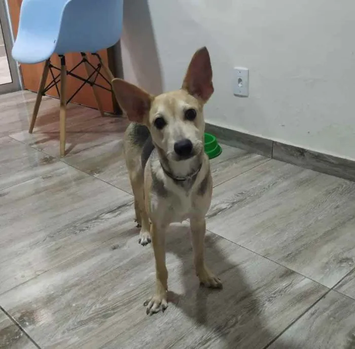 Cachorro raça Srd idade 2 a 6 meses nome Dobby