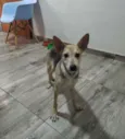 Dobby