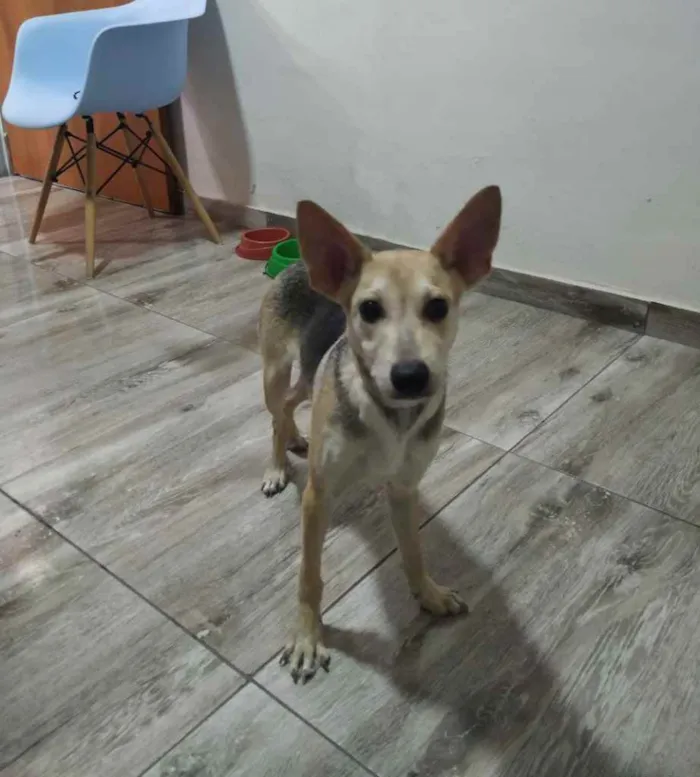 Cachorro raça Srd idade 2 a 6 meses nome Dobby
