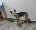 Dobby
