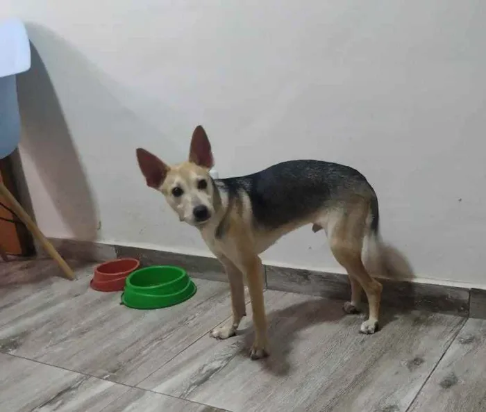 Cachorro raça Srd idade 2 a 6 meses nome Dobby