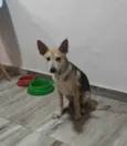 Dobby