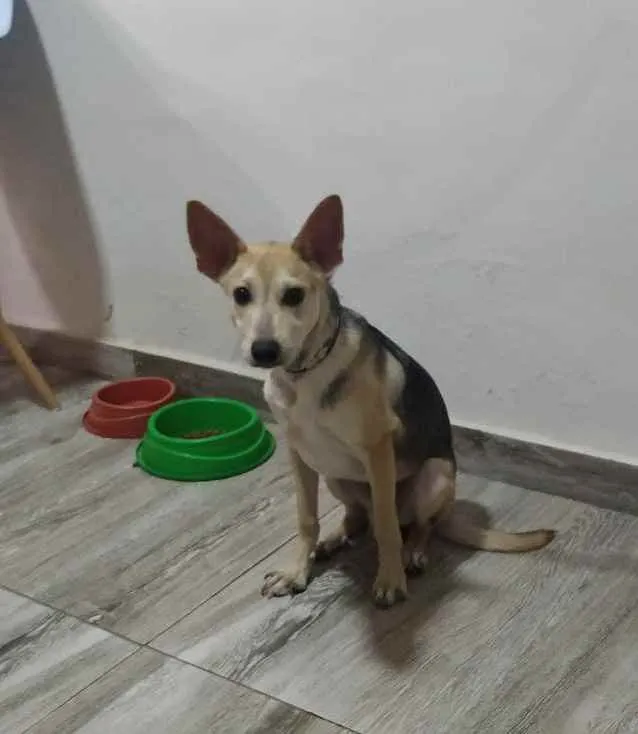 Cachorro raça Srd idade 2 a 6 meses nome Dobby