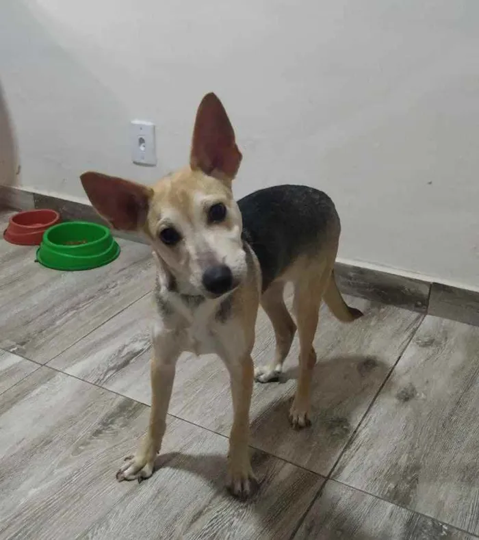 Cachorro raça Srd idade 2 a 6 meses nome Dobby