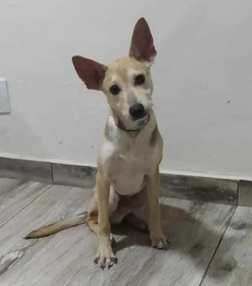 Cachorro raça Srd idade 2 a 6 meses nome Dobby