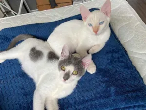 Gato raça SRD idade 2 a 6 meses nome Gatinho