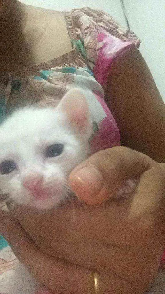 Gato ra a RAÇA NÃO DEFINIDA  idade Abaixo de 2 meses nome NÃO TEM NOME AINDA 