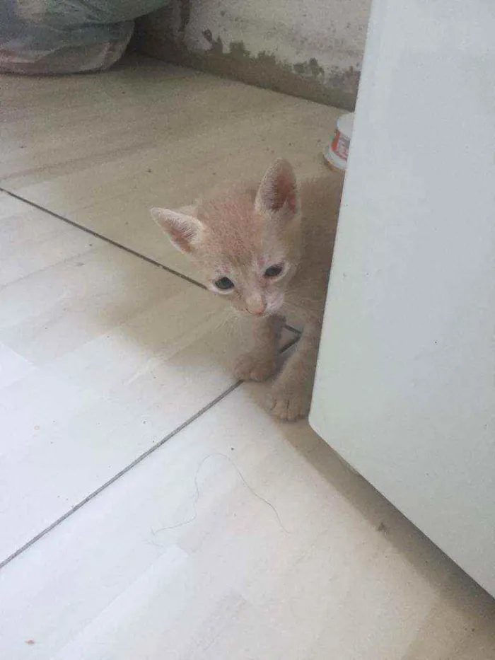 Gato ra a RAÇA NÃO DEFINIDA  idade Abaixo de 2 meses nome NÃO TEM NOME AINDA 