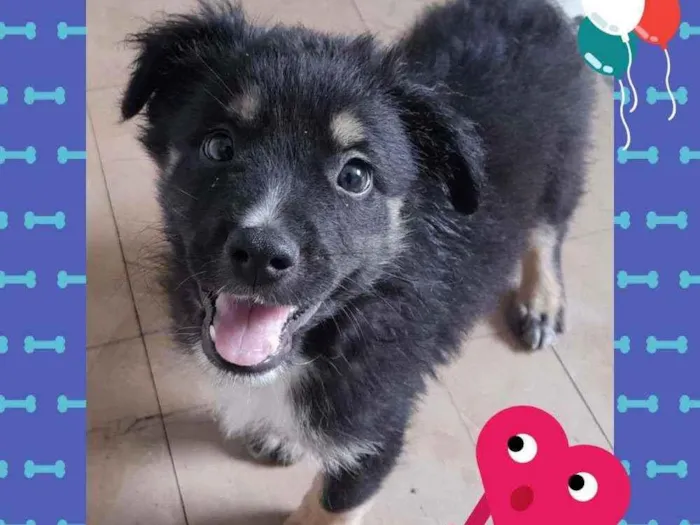 Cachorro raça SRD idade 2 a 6 meses nome Sem nome