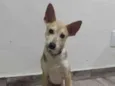 Dobby