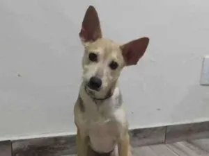 Cachorro raça Srd idade 2 a 6 meses nome Dobby
