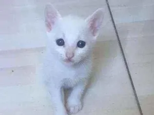 Gato raça RAÇA NÃO DEFINIDA  idade Abaixo de 2 meses nome NÃO TEM NOME AINDA 