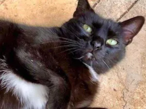 Gato raça Srd idade 2 anos nome Luna Linda urgente
