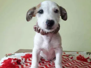 Cachorro raça Srd idade Abaixo de 2 meses nome Gucci