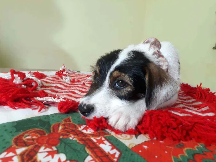 Cachorro raça Srd idade Abaixo de 2 meses nome Gucci