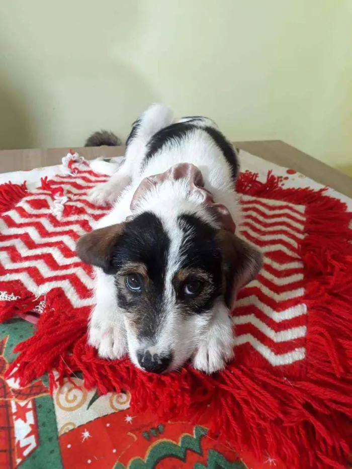 Cachorro raça Srd idade Abaixo de 2 meses nome Gucci