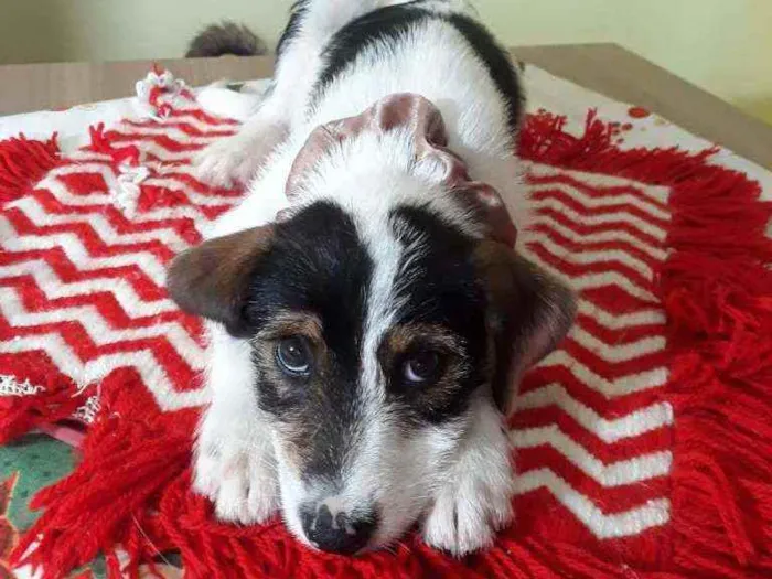 Cachorro raça Srd idade Abaixo de 2 meses nome Gucci