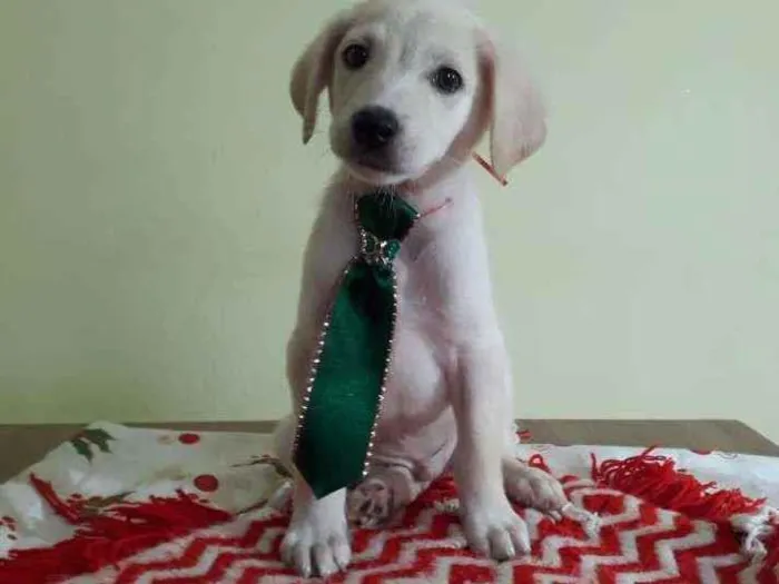 Cachorro raça Srd idade Abaixo de 2 meses nome Alok