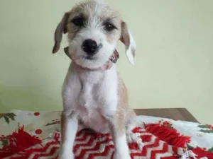 Cachorro raça Srd idade Abaixo de 2 meses nome Prada