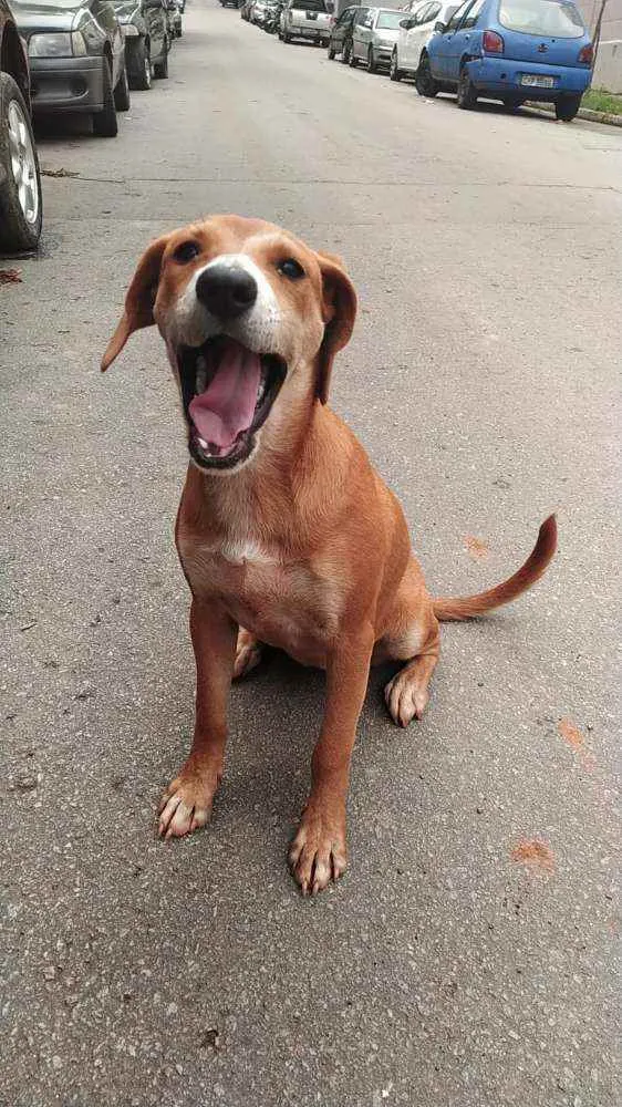 Cachorro ra a SRD idade 2 a 6 meses nome AURORA