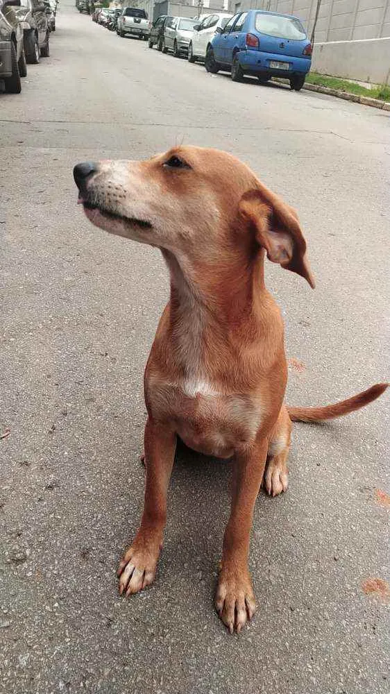 Cachorro ra a SRD idade 2 a 6 meses nome AURORA