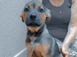 Cachorro raça  idade 2 a 6 meses nome Denver