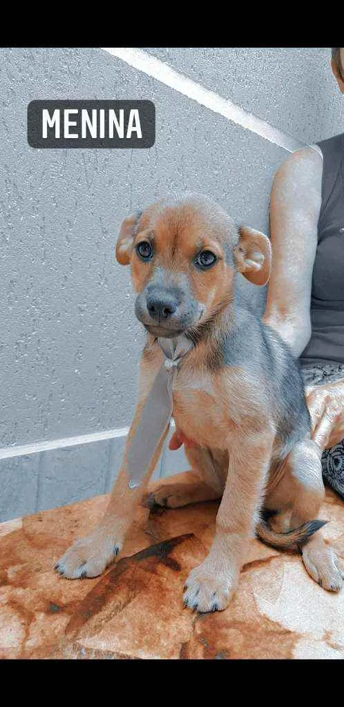 Cachorro ra a  idade 2 a 6 meses nome Lisboa 