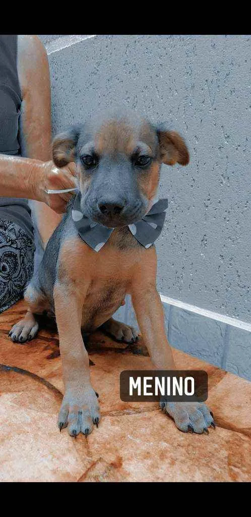 Cachorro ra a  idade 2 a 6 meses nome Berlim 