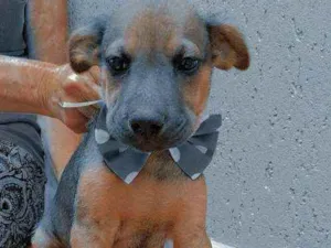 Cachorro raça  idade 2 a 6 meses nome Berlim 