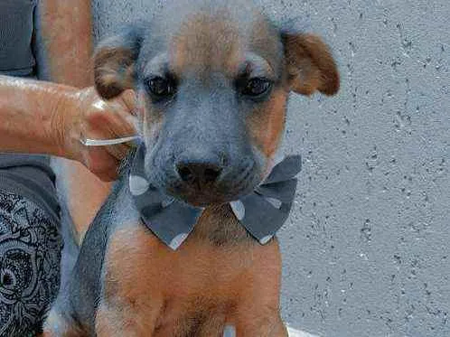 Cachorro ra a  idade 2 a 6 meses nome Berlim 