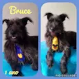 Cachorro raça Srd idade 1 ano nome Bruce