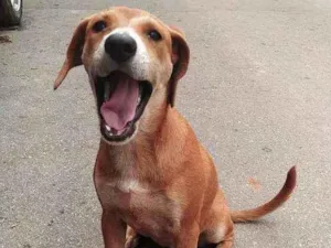 Cachorro raça SRD idade 2 a 6 meses nome AURORA