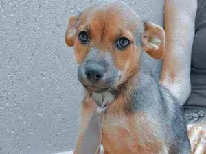 Cachorro raça  idade 2 a 6 meses nome Lisboa 