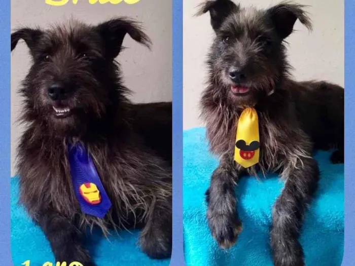 Cachorro raça Srd idade 1 ano nome Bruce