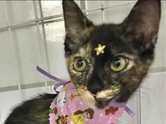 Gato raça Srd idade 2 a 6 meses nome Pandora 