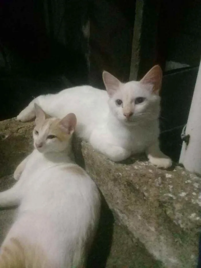 Gato ra a Mistiço idade 2 a 6 meses nome Branquinha