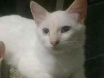 Gato ra a Mistiço idade 2 a 6 meses nome Branquinha