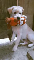 Loki