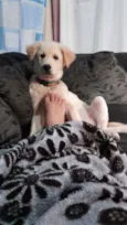 Loki