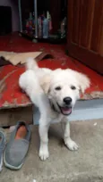 Loki