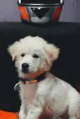 Loki